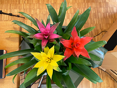 花名:グズマニア